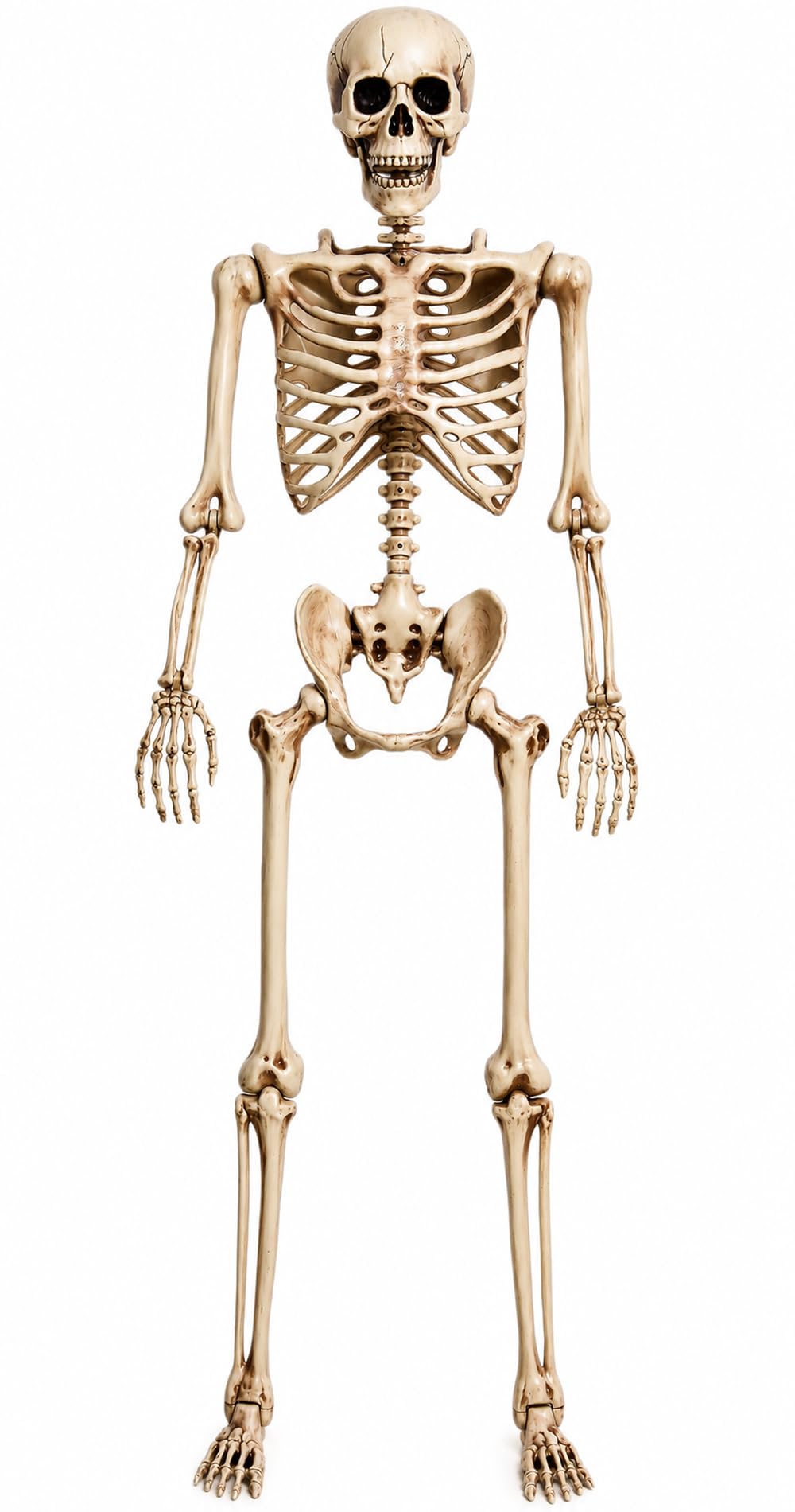 5.4 Ft Life Size Posable Skeleton X129663