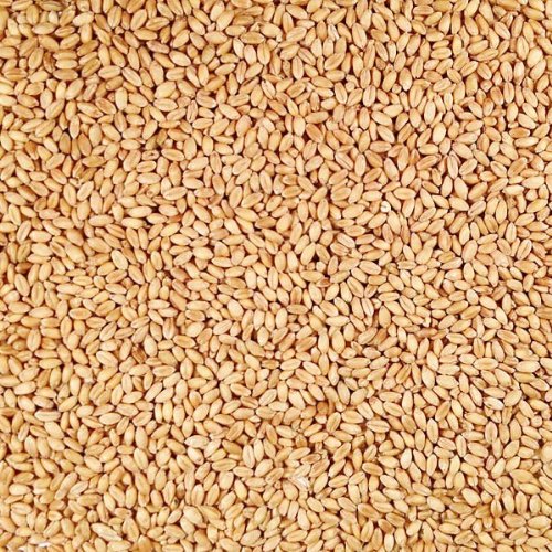 Organic Hard White Winter Wheat 25 lb Bag R752
