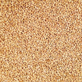 Organic Hard White Winter Wheat 25 lb Bag R752