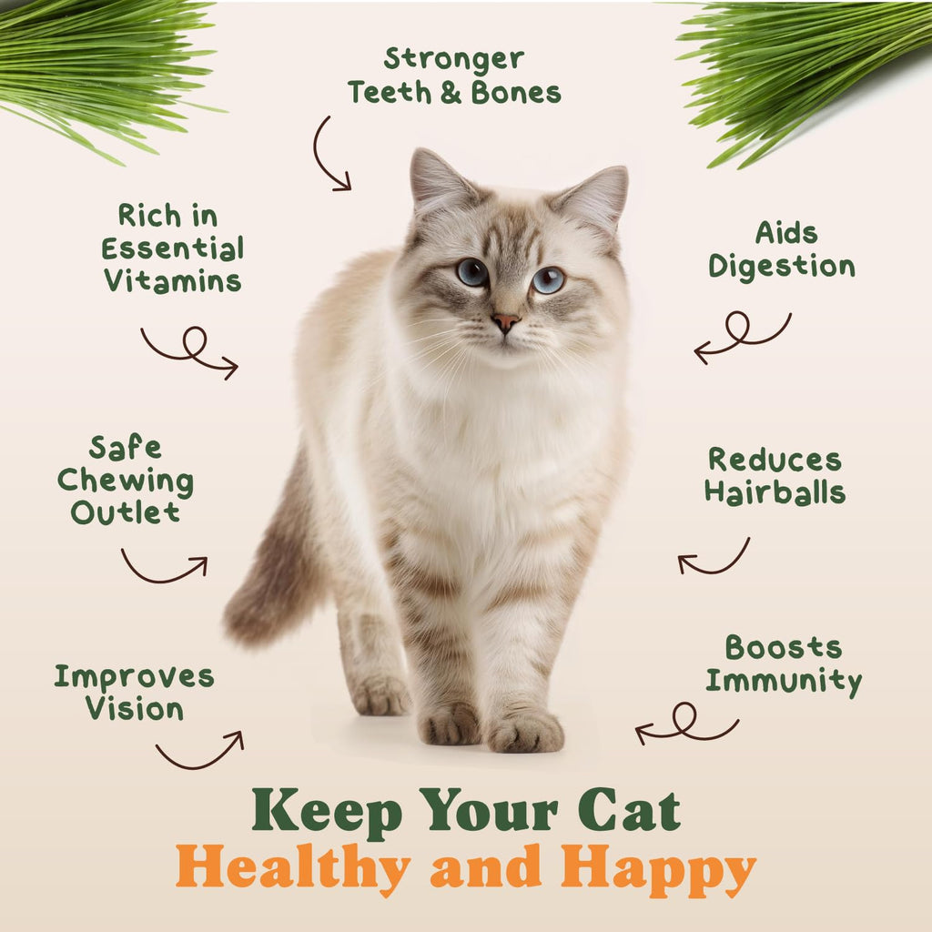 Organic Non-GMO Cat Grass Seeds 16 oz B769489