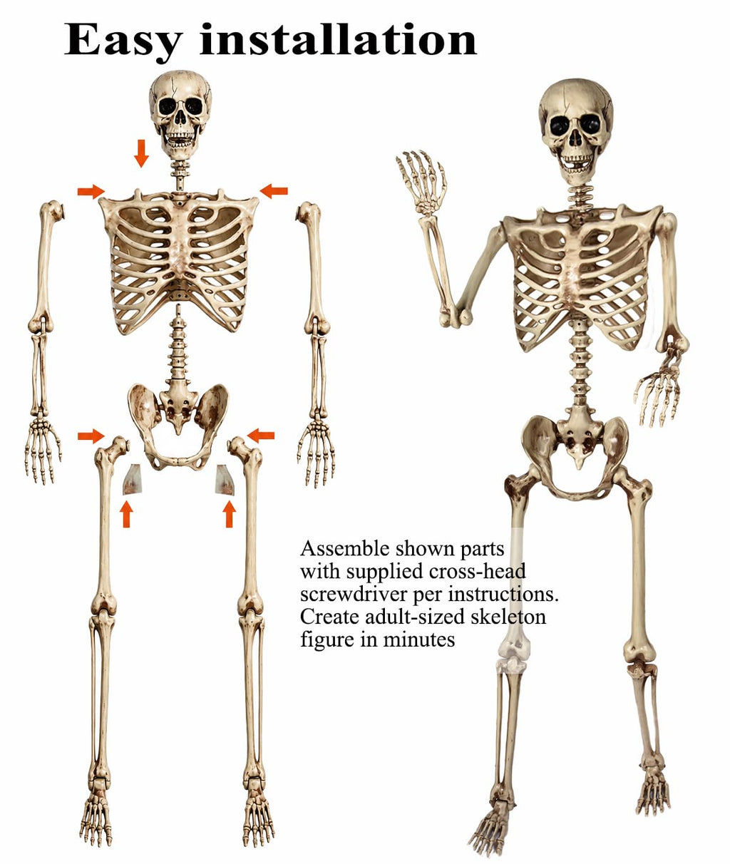 5.4 Ft Life Size Posable Skeleton X129663