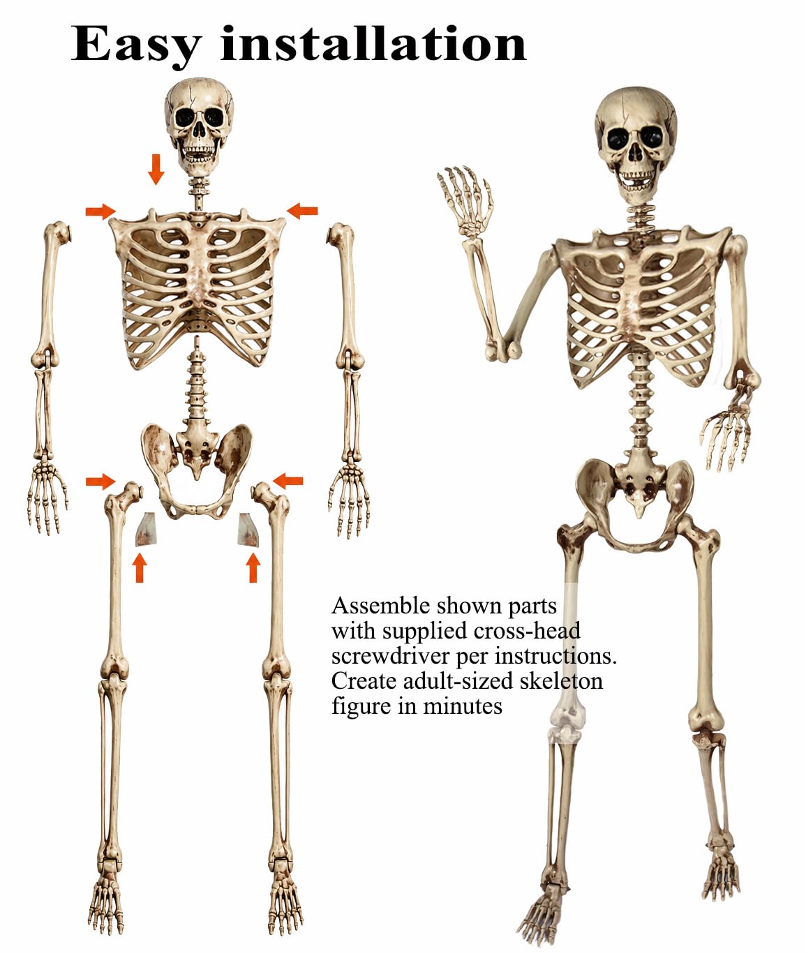 5.4 Ft Life Size Posable Skeleton X129663