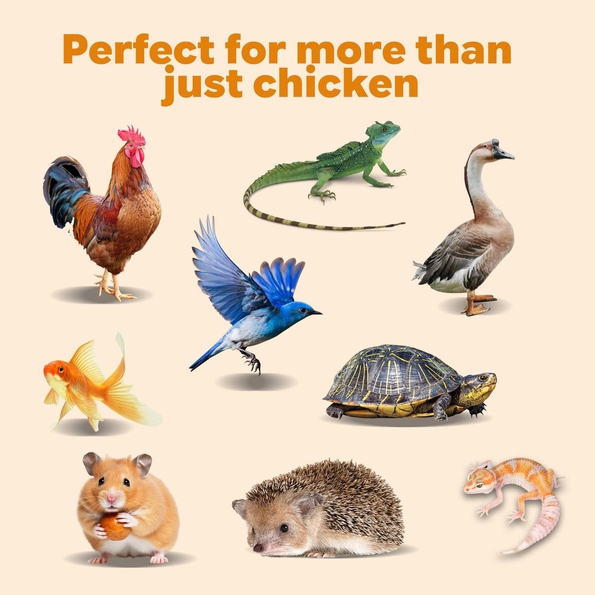 Dried Mealworms High Protein Birds Treat N787