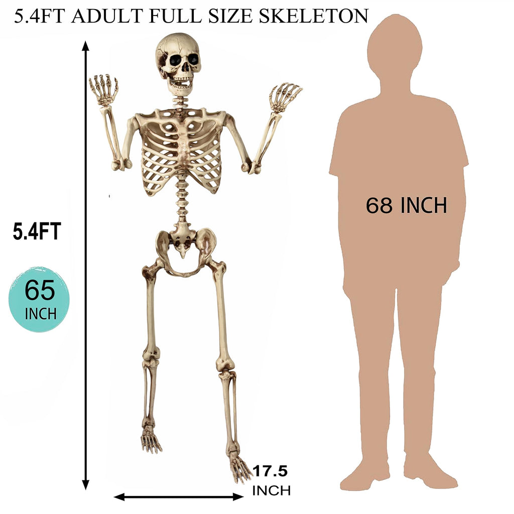 5.4 Ft Life Size Posable Skeleton X129663