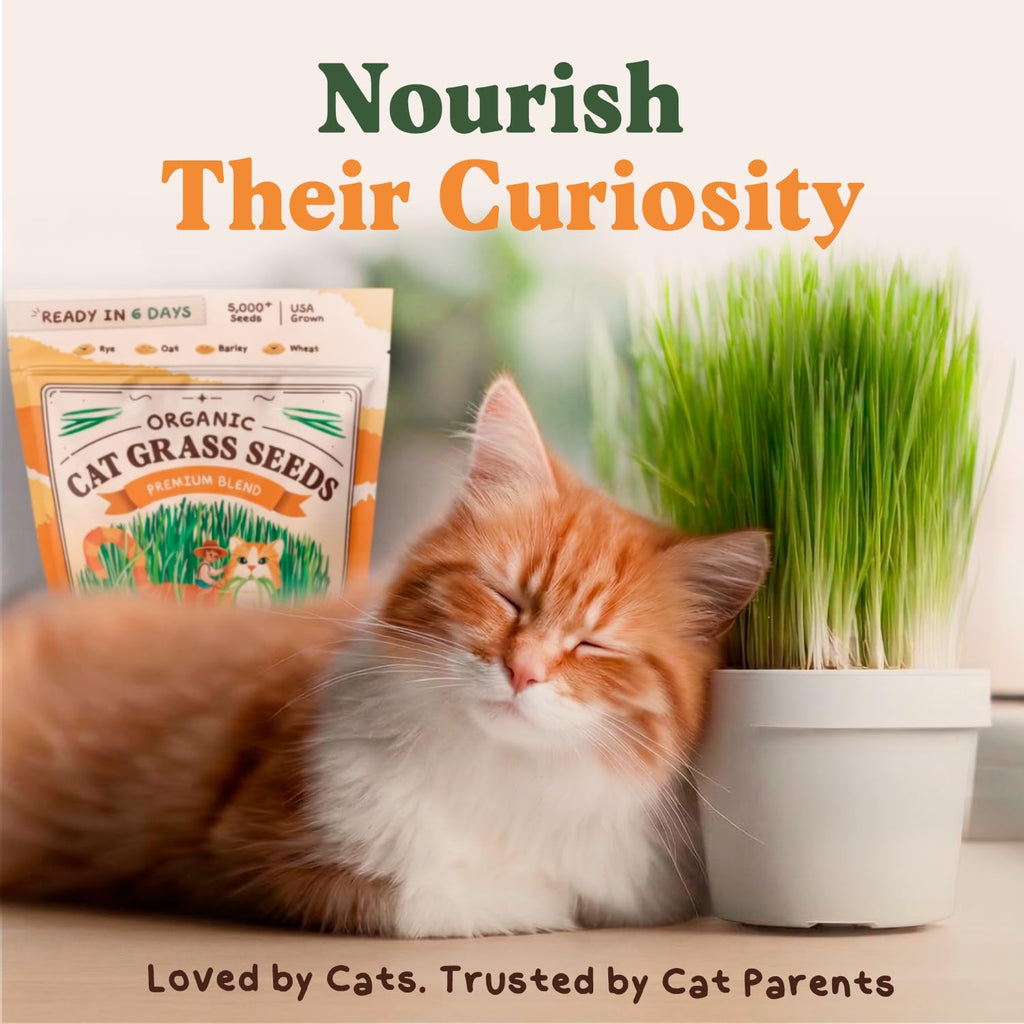 Organic Non-GMO Cat Grass Seeds 16 oz B769489