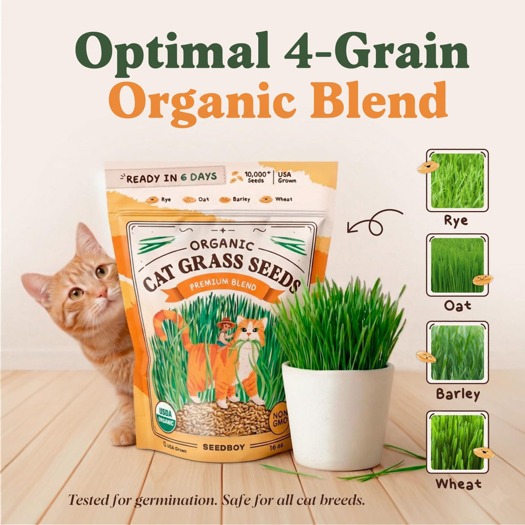 Organic Non-GMO Cat Grass Seeds 16 oz B769489
