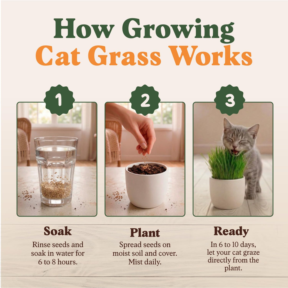 Organic Non-GMO Cat Grass Seeds 16 oz B769489