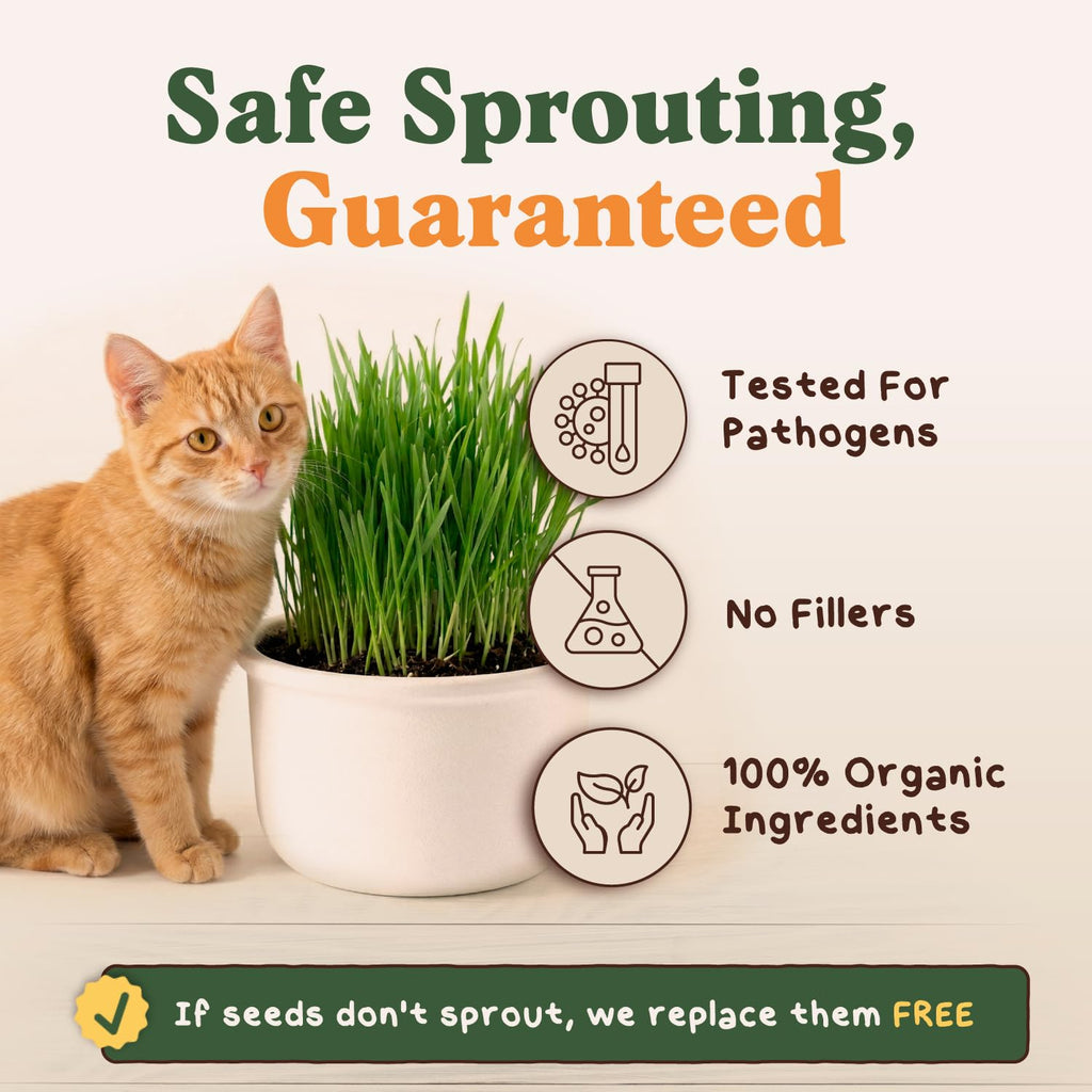Organic Non-GMO Cat Grass Seeds 16 oz B769489