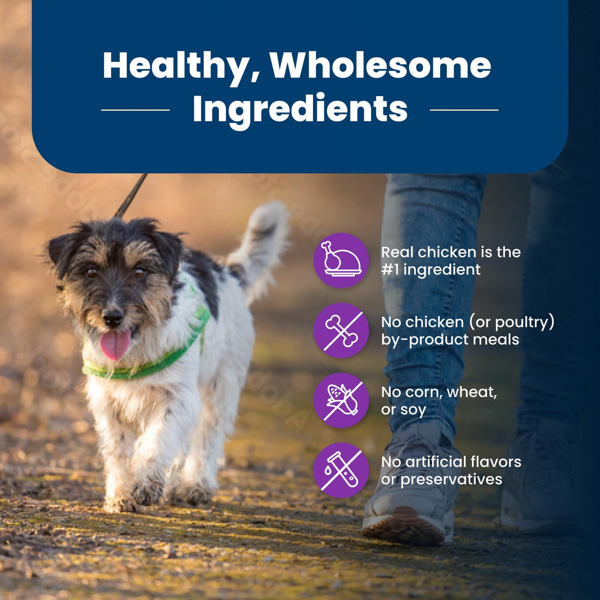 Chicken Adult Dry Dog Food, 4 lb B6608